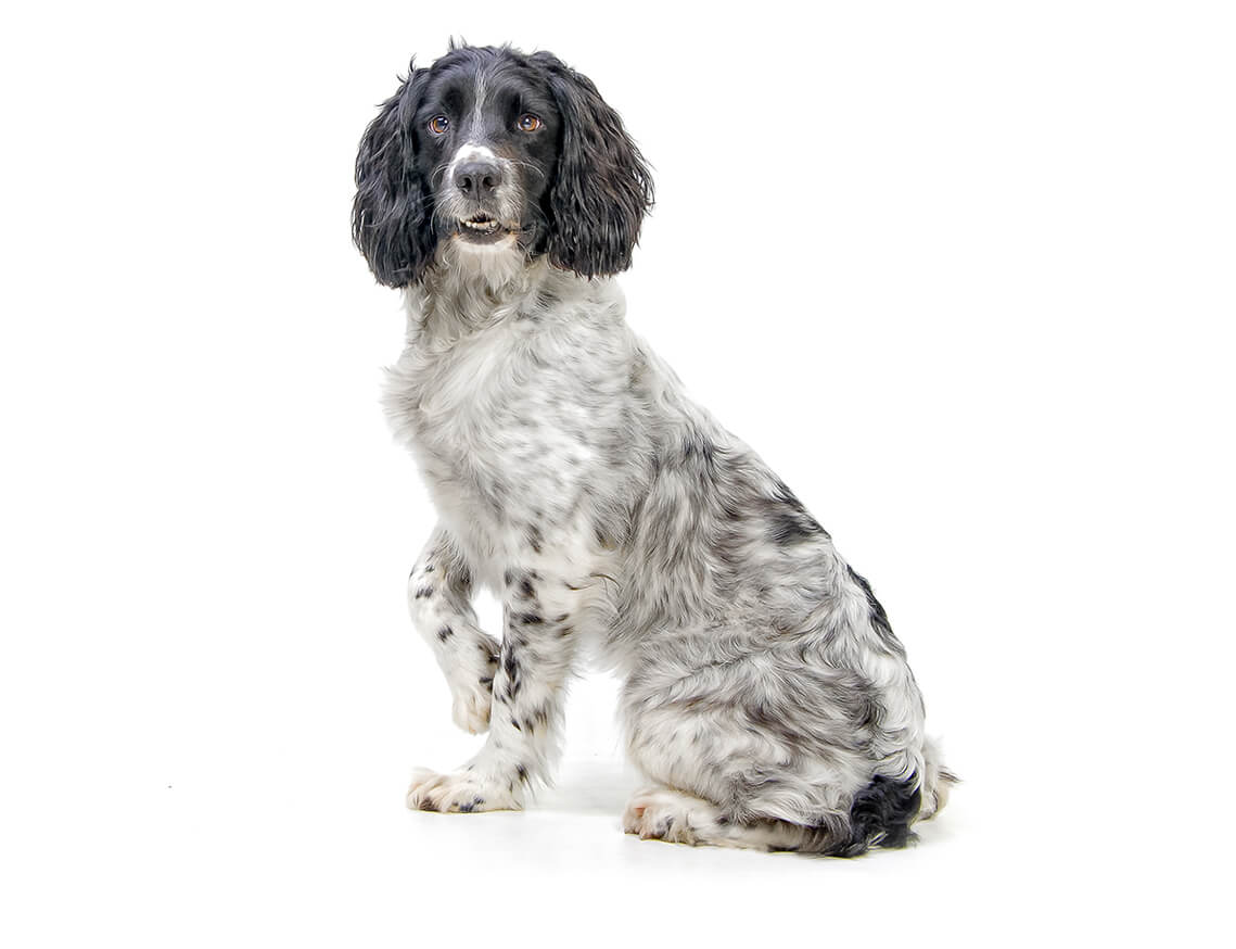 レノックス(スパニエル犬) Jewelled Springer Spaniels English Springer Spaniel Dog Breed Information | Purina South Africa